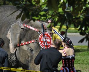 "Handler" pulls down the elephant's head with a bullhook, which resembles a fire-poker and are quite painful (Spring 2012)