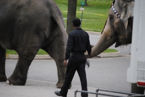 "Handler" using the bullhook on elephant (Spring 2013)